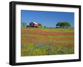 Texas Paintbrush Flowers and Red Barn in Field, Texas Hill Country, Texas, USA-Adam Jones-Framed Photographic Print