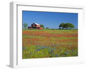 Texas Paintbrush Flowers and Red Barn in Field, Texas Hill Country, Texas, USA-Adam Jones-Framed Photographic Print