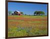 Texas Paintbrush Flowers and Red Barn in Field, Texas Hill Country, Texas, USA-Adam Jones-Framed Photographic Print