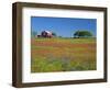 Texas Paintbrush Flowers and Red Barn in Field, Texas Hill Country, Texas, USA-Adam Jones-Framed Photographic Print