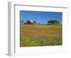 Texas Paintbrush Flowers and Red Barn in Field, Texas Hill Country, Texas, USA-Adam Jones-Framed Photographic Print