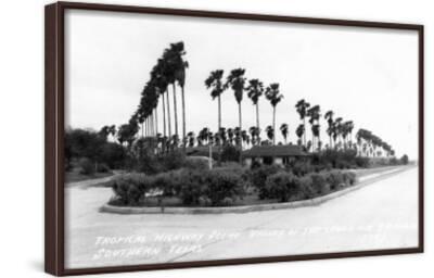 Texas Palms Along The Highway In Lower Rio Grande Valley Poster Lantern Press Allposters Com