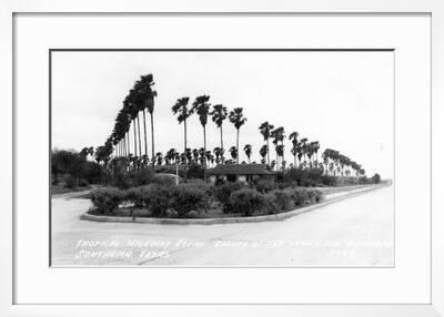 Texas Palms Along The Highway In Lower Rio Grande Valley Poster Lantern Press Allposters Com