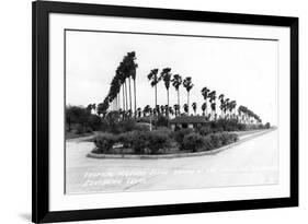 Texas - Palms along the Highway in Lower Rio Grande Valley-Lantern Press-Framed Premium Giclee Print