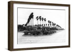 Texas - Palms along the Highway in Lower Rio Grande Valley-Lantern Press-Framed Art Print