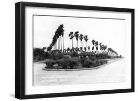 Texas - Palms along the Highway in Lower Rio Grande Valley-Lantern Press-Framed Art Print