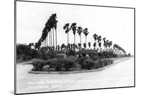 Texas - Palms along the Highway in Lower Rio Grande Valley-Lantern Press-Mounted Art Print