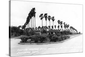 Texas - Palms along the Highway in Lower Rio Grande Valley-Lantern Press-Stretched Canvas