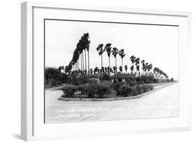 Texas - Palms along the Highway in Lower Rio Grande Valley-Lantern Press-Framed Art Print