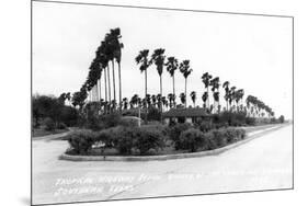 Texas - Palms along the Highway in Lower Rio Grande Valley-Lantern Press-Mounted Art Print