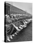 Texas Rangerettes Performing During Inauguration Festivities for Dwight D. Eisenhower-Hank Walker-Stretched Canvas