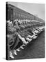 Texas Rangerettes Performing During Inauguration Festivities for Dwight D. Eisenhower-Hank Walker-Stretched Canvas