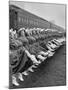 Texas Rangerettes Performing During Inauguration Festivities for Dwight D. Eisenhower-Hank Walker-Mounted Photographic Print