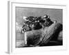 Texas Rattlesnakes-null-Framed Photographic Print