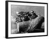 Texas Rattlesnakes-null-Framed Photographic Print