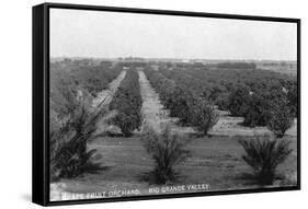 Texas - Rio Grande Valley Grapefruit Orchard-Lantern Press-Framed Stretched Canvas