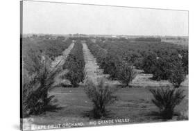 Texas - Rio Grande Valley Grapefruit Orchard-Lantern Press-Stretched Canvas