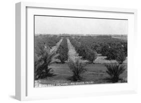 Texas - Rio Grande Valley Grapefruit Orchard-Lantern Press-Framed Art Print