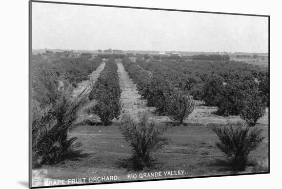 Texas - Rio Grande Valley Grapefruit Orchard-Lantern Press-Mounted Art Print