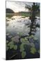 Texas's Largest Natural Lake at Sunrise, Caddo Lake, Texas, USA-Larry Ditto-Mounted Photographic Print