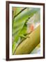Texas, Sabal Palm Sanctuary. Male Green Anole on Plant-Jaynes Gallery-Framed Photographic Print