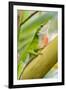 Texas, Sabal Palm Sanctuary. Male Green Anole on Plant-Jaynes Gallery-Framed Photographic Print