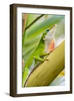 Texas, Sabal Palm Sanctuary. Male Green Anole on Plant-Jaynes Gallery-Framed Photographic Print