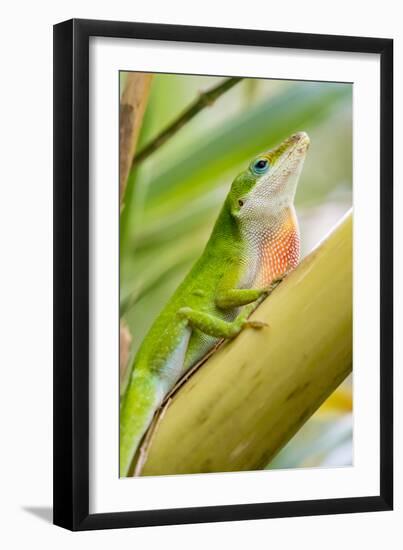 Texas, Sabal Palm Sanctuary. Male Green Anole on Plant-Jaynes Gallery-Framed Photographic Print