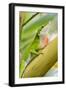 Texas, Sabal Palm Sanctuary. Male Green Anole on Plant-Jaynes Gallery-Framed Photographic Print