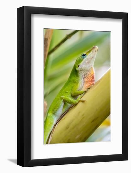 Texas, Sabal Palm Sanctuary. Male Green Anole on Plant-Jaynes Gallery-Framed Photographic Print