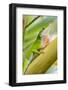 Texas, Sabal Palm Sanctuary. Male Green Anole on Plant-Jaynes Gallery-Framed Photographic Print