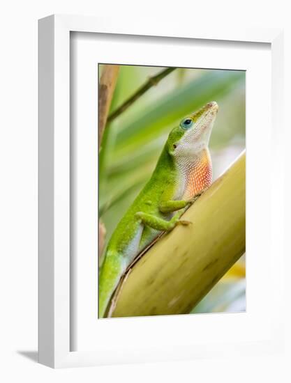 Texas, Sabal Palm Sanctuary. Male Green Anole on Plant-Jaynes Gallery-Framed Photographic Print