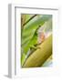 Texas, Sabal Palm Sanctuary. Male Green Anole on Plant-Jaynes Gallery-Framed Photographic Print