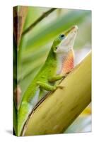 Texas, Sabal Palm Sanctuary. Male Green Anole on Plant-Jaynes Gallery-Stretched Canvas