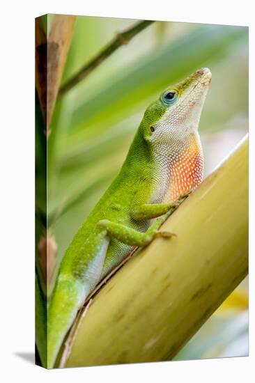 Texas, Sabal Palm Sanctuary. Male Green Anole on Plant-Jaynes Gallery-Stretched Canvas