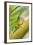 Texas, Sabal Palm Sanctuary. Male Green Anole on Plant-Jaynes Gallery-Framed Photographic Print