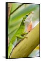 Texas, Sabal Palm Sanctuary. Male Green Anole on Plant-Jaynes Gallery-Framed Stretched Canvas