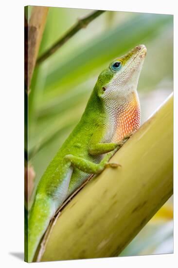 Texas, Sabal Palm Sanctuary. Male Green Anole on Plant-Jaynes Gallery-Stretched Canvas