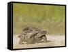 Texas Tortoise, Texas, USA-Larry Ditto-Framed Stretched Canvas