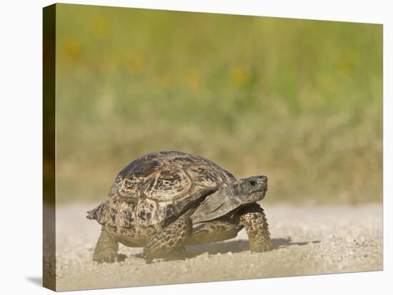 Texas Tortoise, Texas, USA-Larry Ditto-Stretched Canvas