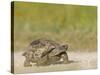 Texas Tortoise, Texas, USA-Larry Ditto-Stretched Canvas