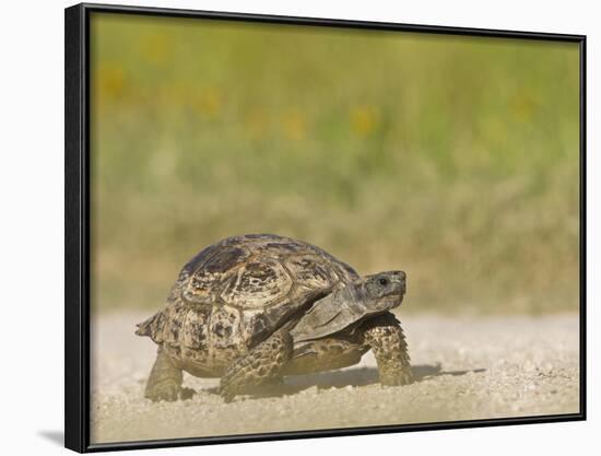 Texas Tortoise, Texas, USA-Larry Ditto-Framed Photographic Print