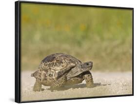 Texas Tortoise, Texas, USA-Larry Ditto-Framed Photographic Print