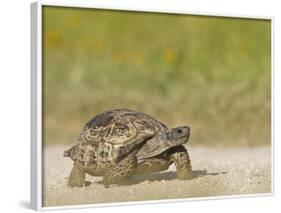 Texas Tortoise, Texas, USA-Larry Ditto-Framed Photographic Print