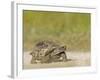 Texas Tortoise, Texas, USA-Larry Ditto-Framed Photographic Print