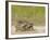 Texas Tortoise, Texas, USA-Larry Ditto-Framed Photographic Print