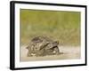 Texas Tortoise, Texas, USA-Larry Ditto-Framed Photographic Print