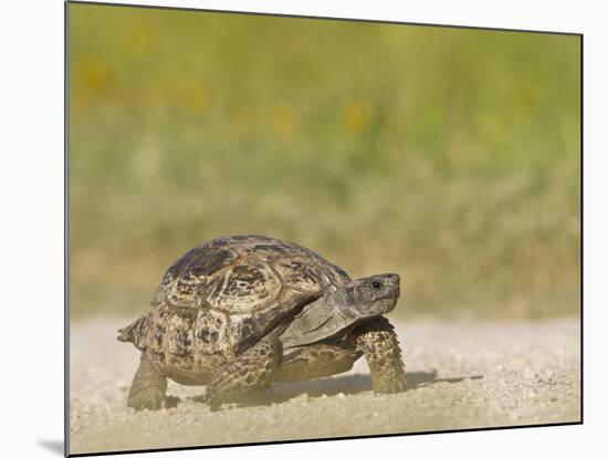 Texas Tortoise, Texas, USA-Larry Ditto-Mounted Photographic Print