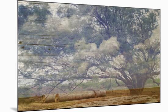Texas Tree Collage-Sisa Jasper-Mounted Premium Giclee Print