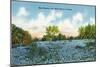Texas - View of a Field of Blue Bonnets, c.1945-Lantern Press-Mounted Art Print